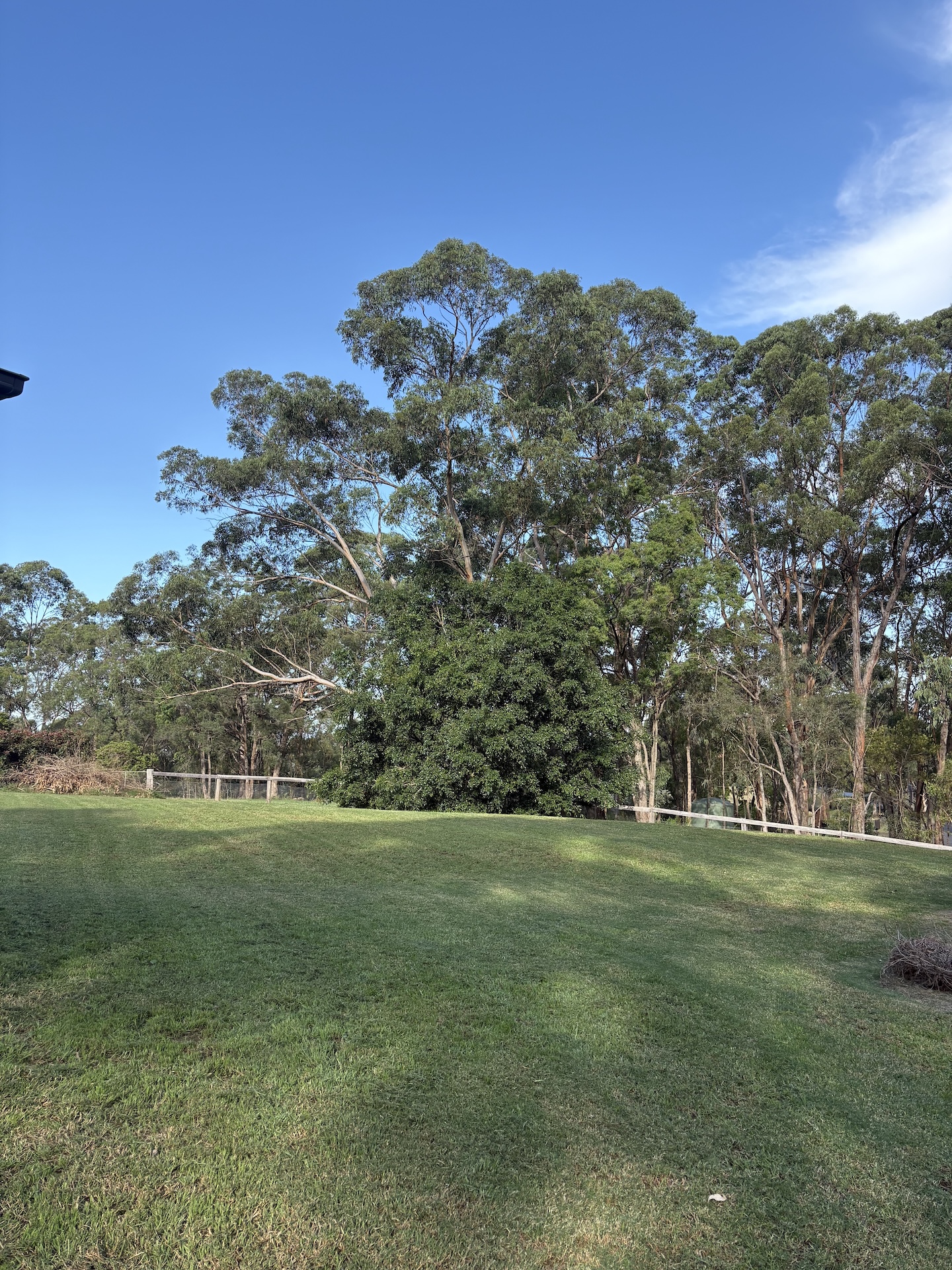 mowed lawn in front of gum tree forest